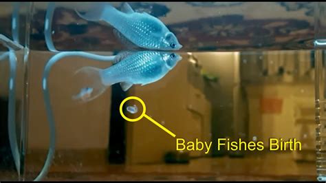 What to Do When Your Fish Gives Birth .